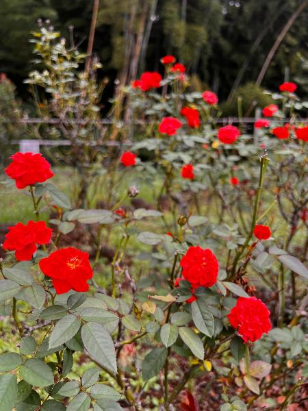 城山公園のオーバーナイトセンセーション