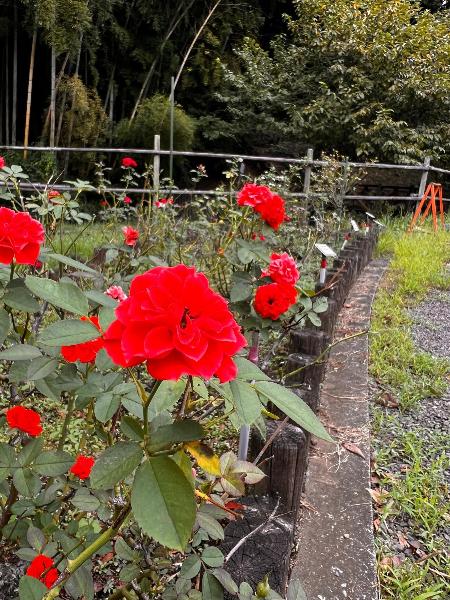 城山公園のオーバーナイトセンセーション