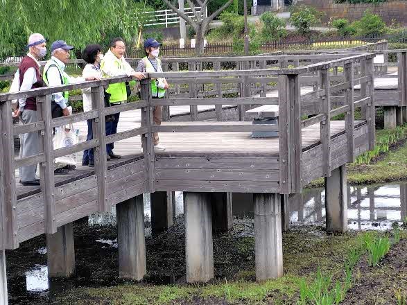 蟹ヶ谷公園・湿生園のハナショウブ