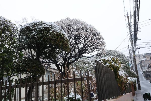 雪が積もった梅の写真