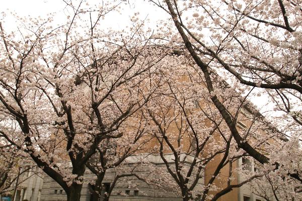 綾瀬市役所に咲く桜の写真