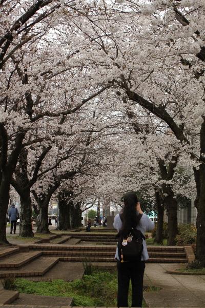 綾瀬市役所に咲く桜の写真