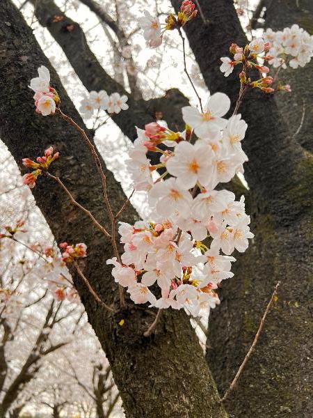 綾瀬市役所に咲く桜の写真