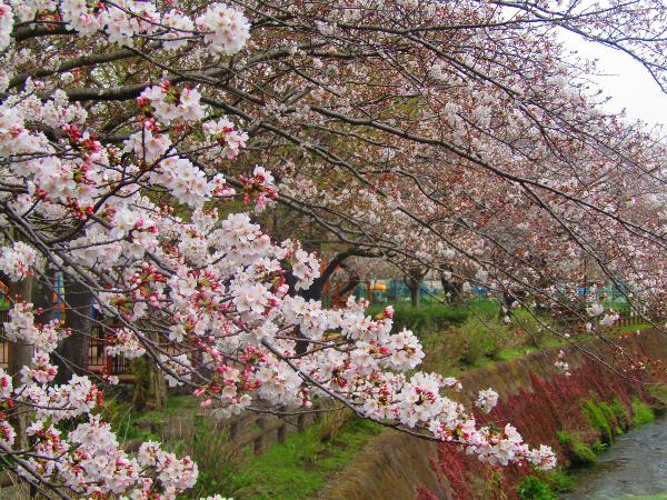 綾南公園に咲く桜の写真