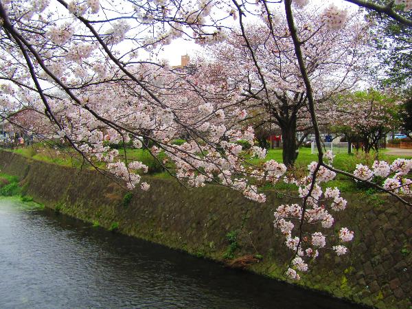 綾南公園に咲く桜の写真