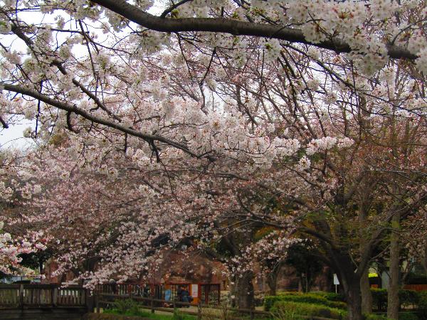 綾南公園に咲く桜の写真