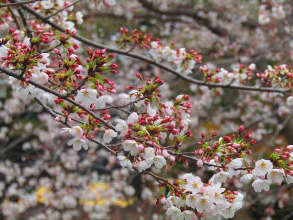 綾南公園に咲く桜の写真