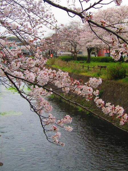 綾南公園に咲く桜の写真