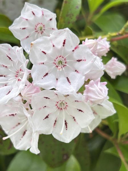 綾南公園のカルミアの花