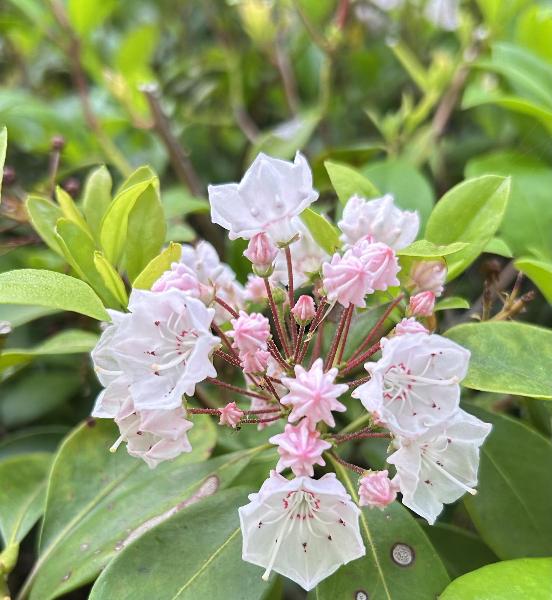 綾南公園のカルミアの花