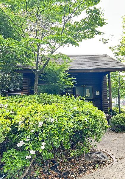 綾南公園のカルミアの花
