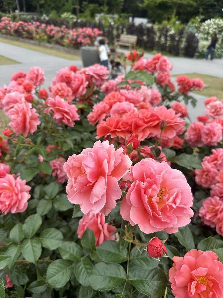 あやせローズガーデンの花