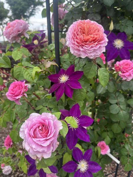 あやせローズガーデンの花
