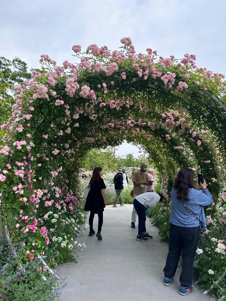 あやせローズガーデンの花