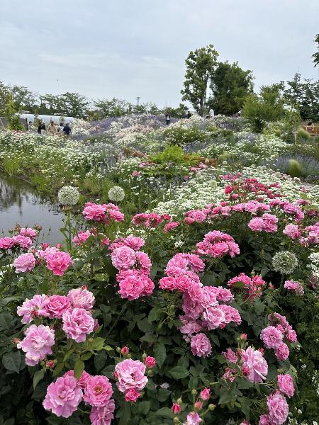 あやせローズガーデンの花