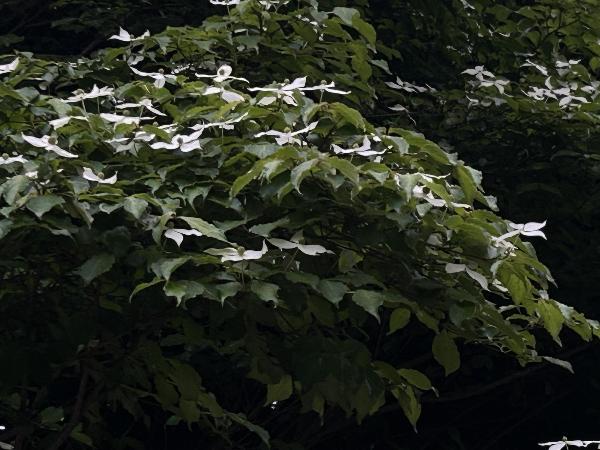 綾南公園のヤマボウシ