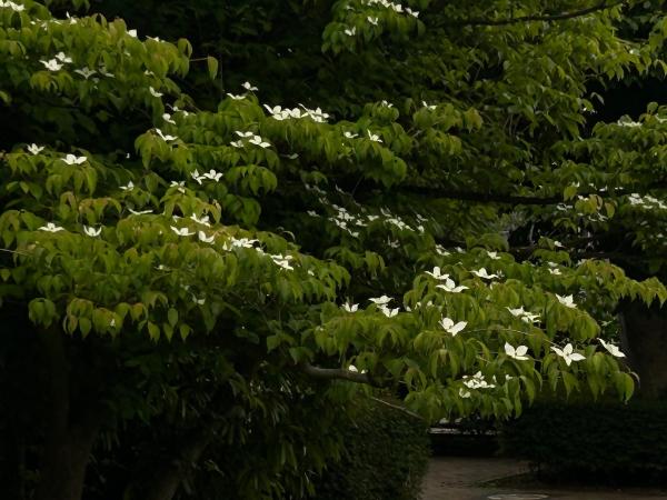 綾南公園のヤマボウシ