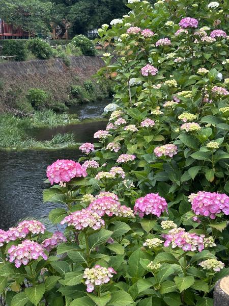綾南公園のアジサイ