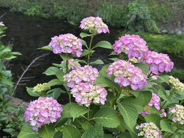 綾南公園のアジサイ