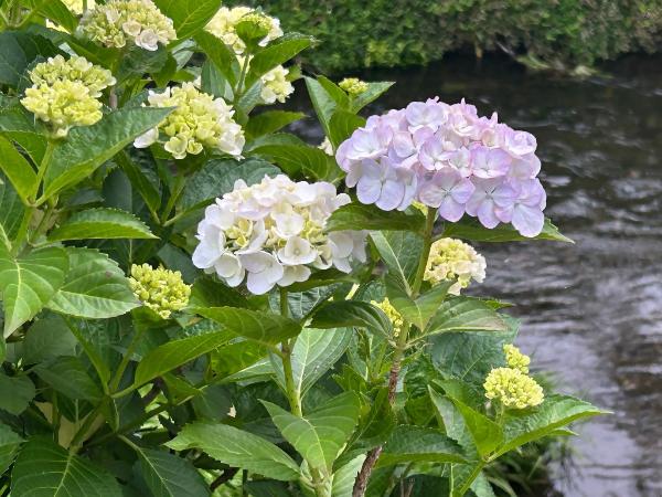 綾南公園のアジサイ