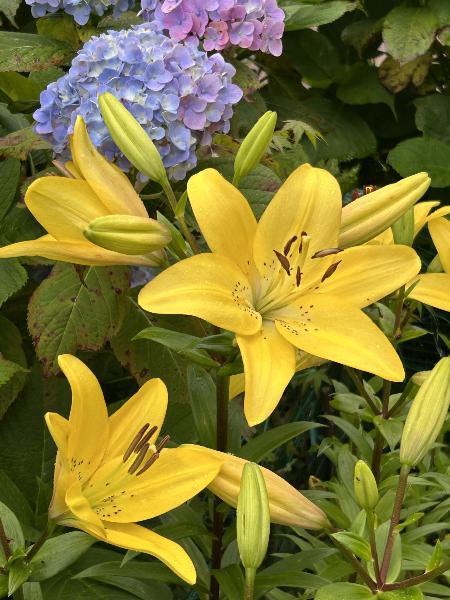 綾南公園のユリの花