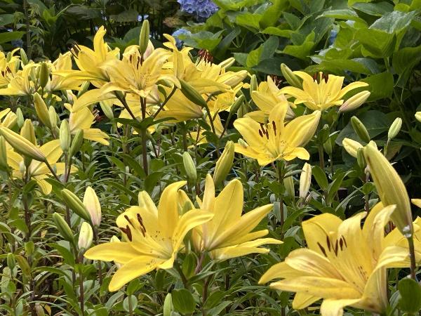 綾南公園のユリの花