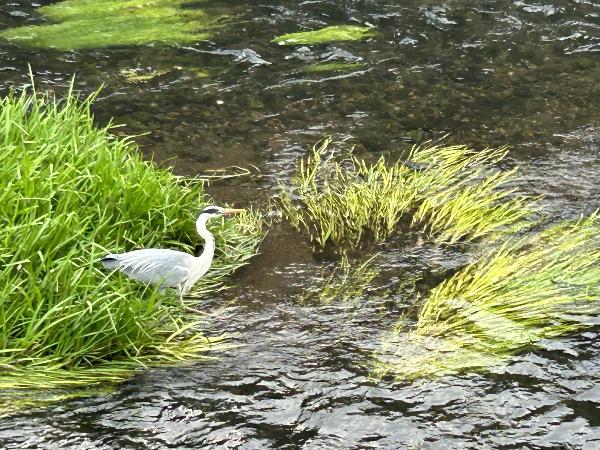 蓼川(たてかわ)のアオサギ