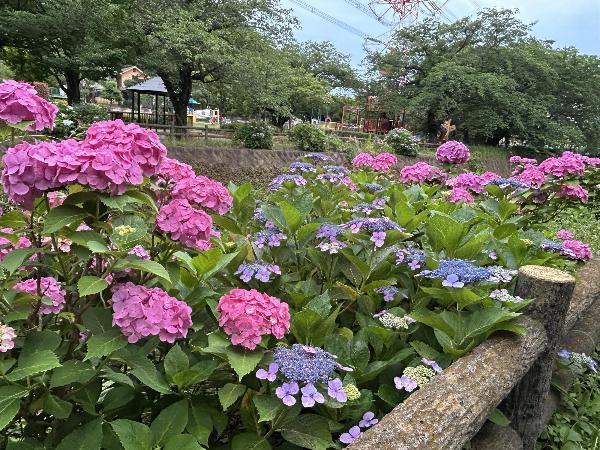 綾南公園のガクアジサイ