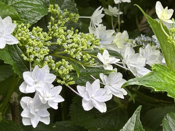 綾南公園のガクアジサイ