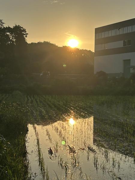 落合南の田んぼ