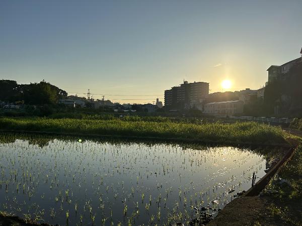 落合南の田んぼ