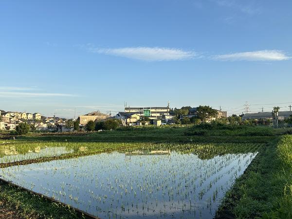 落合南の田んぼ