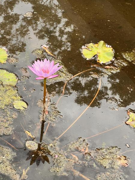 スイレンの花