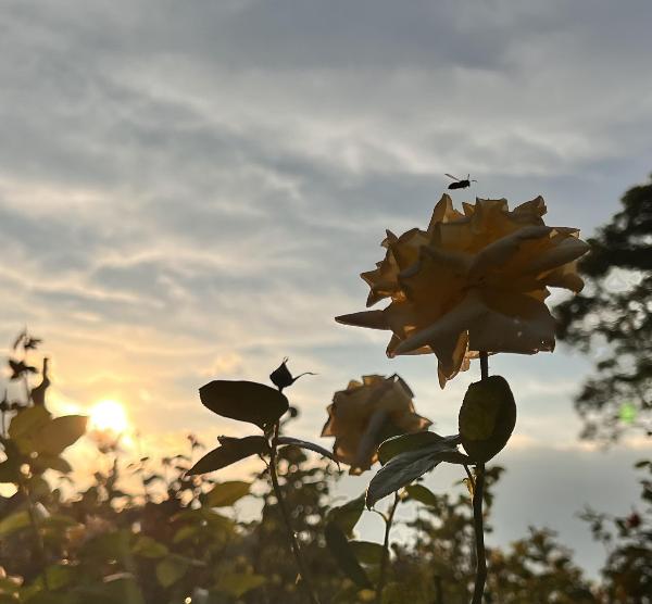 夕日に照らされるバラ