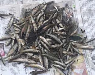 新聞紙の上に置かれたたくさんの小魚の死骸の写真