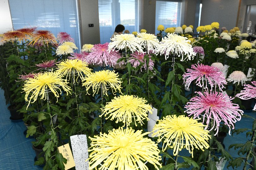 菊花展で展示されている黄色、ピンク、白色の菊の写真