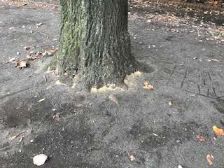 大きな木の根元に木くずが積もっている写真
