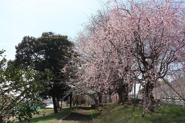 桜の木の様子