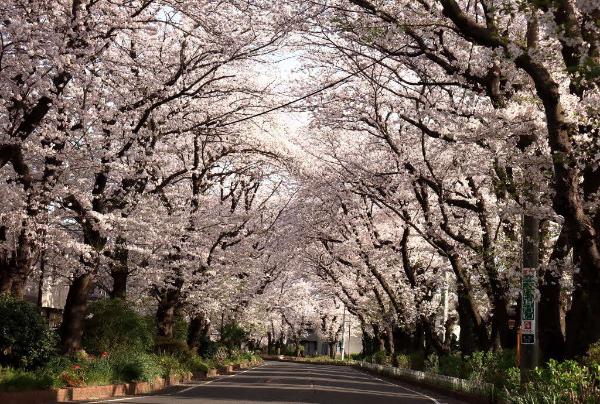 4月8日の満開の様子