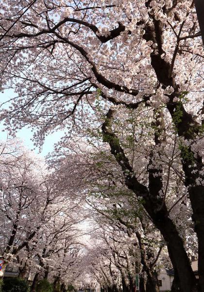 4月8日の満開の様子