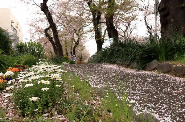 4月12日の桜並木の様子