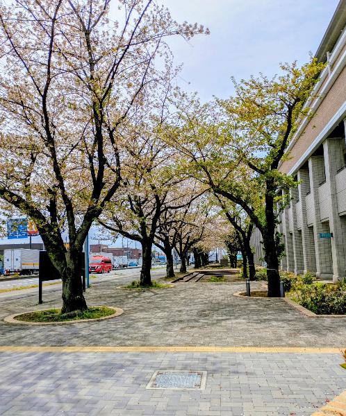 綾瀬市役所で見事な桜の花