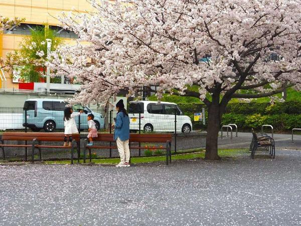 桜を楽しむ親子の様子