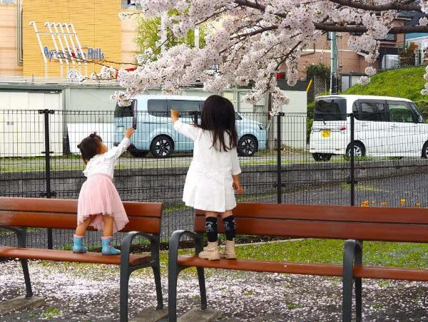 桜の枝に手を伸ばす姉妹の様子