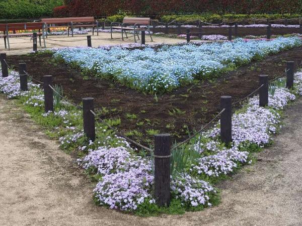 爽やかな色のネモフイラの花壇の様子