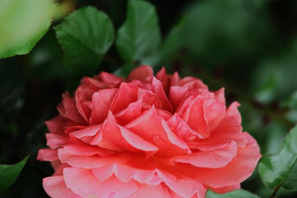 綾瀬市の花のバラ