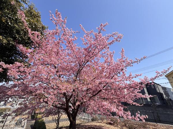河津桜