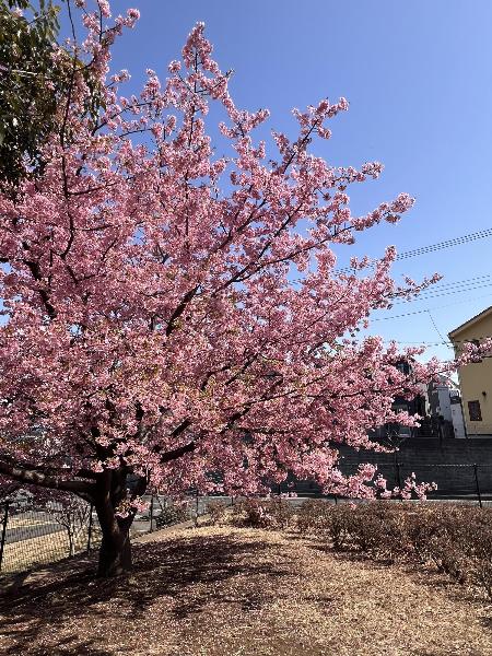 河津桜