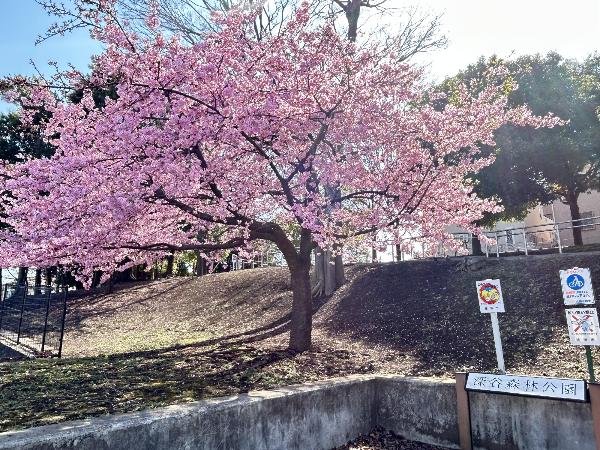 河津桜