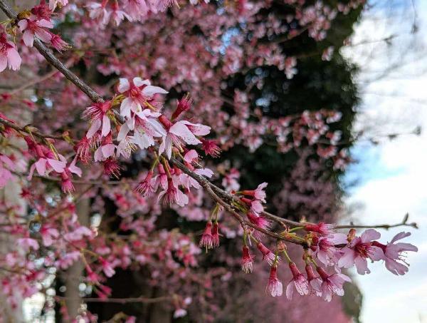 下向きに咲くオカメザクラ